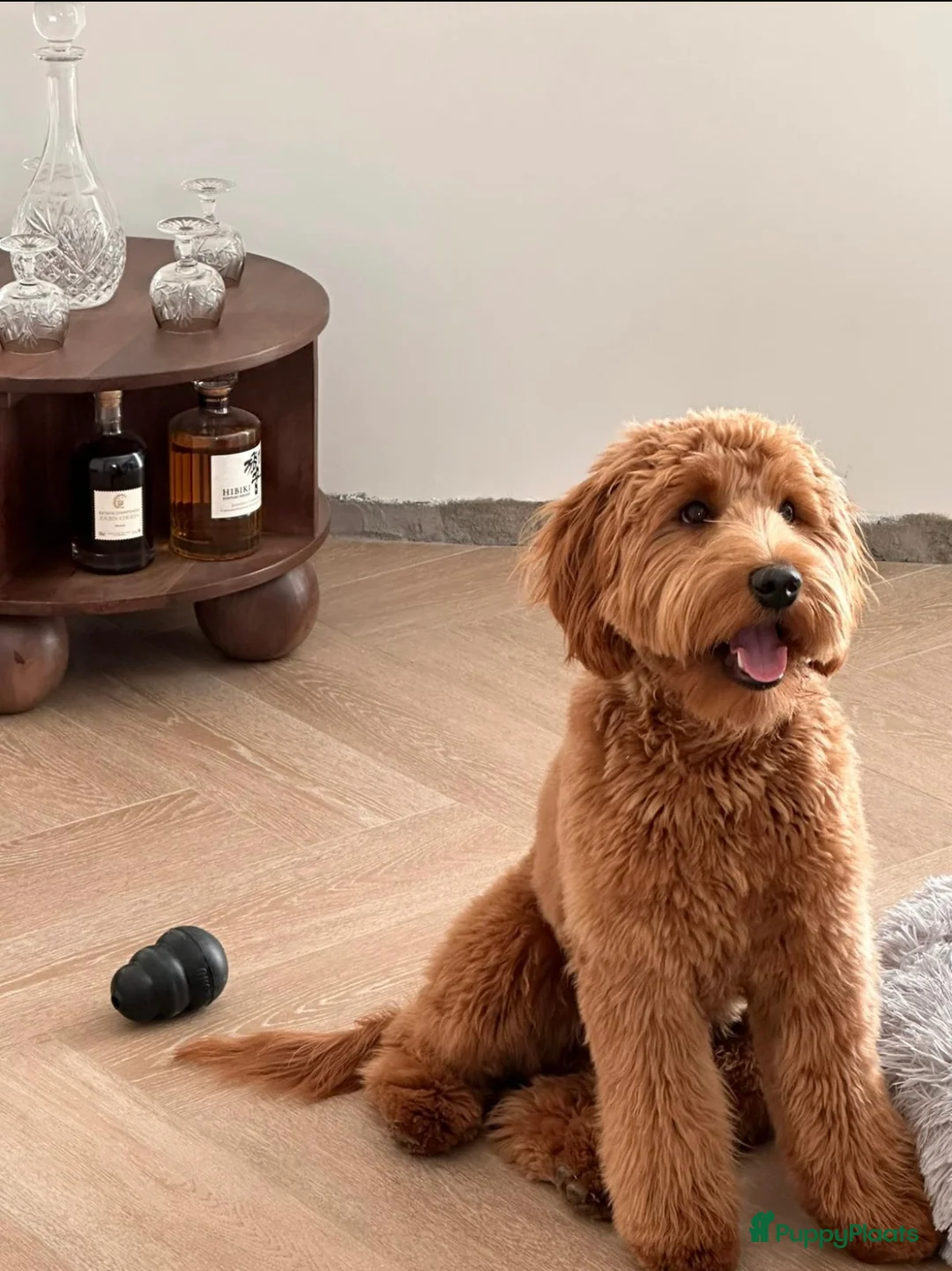 Australian Labradoodle honden te koop: Medium Cobberdog/Australian Labradoodle nestaank - Advertentie 25