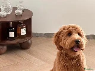 Australian Labradoodle honden Medium Cobberdog/Australian Labradoodle nestaank - Advertentie 1