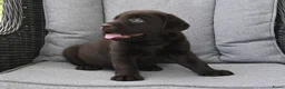 Labrador Retriever honden te koop: Chocolade bruine labrador pups met stamboom ! - Advertentie 34