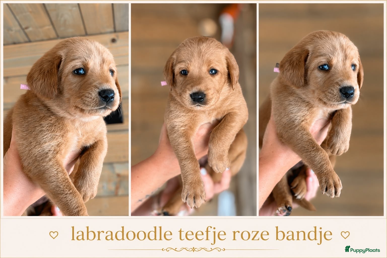 Labradoodle honden Exclusief Medium Labradoodle nest 🐾 - Advertentie 4
