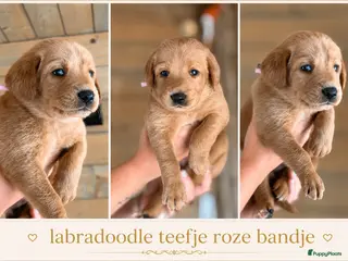 Labradoodle honden Exclusief Medium Labradoodle nest 🐾 - Advertentie 4