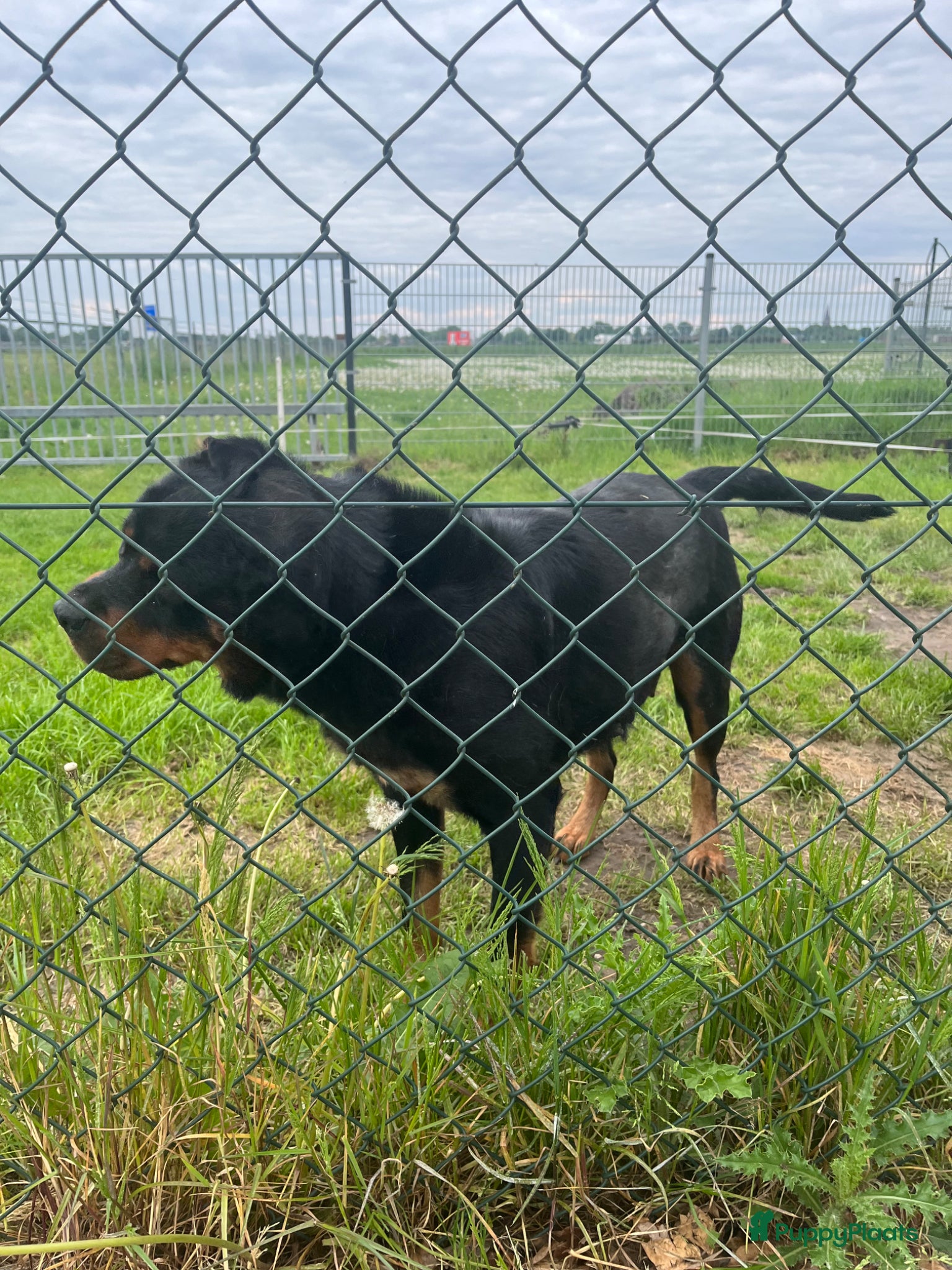 Rottweiler honden Pups rotweiler - Advertentie 1