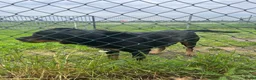 Rottweiler honden te koop: Pups rotweiler in Weert - Advertentie 1