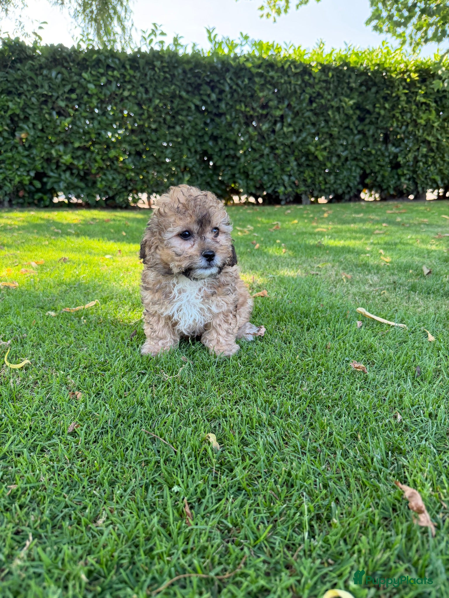 Maltipoo honden Maltipoo (Maltezer x Poedel) pups - Advertentie 2