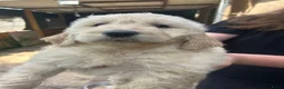 Goldendoodle honden te koop: goldendoodle pups  - Advertentie 3