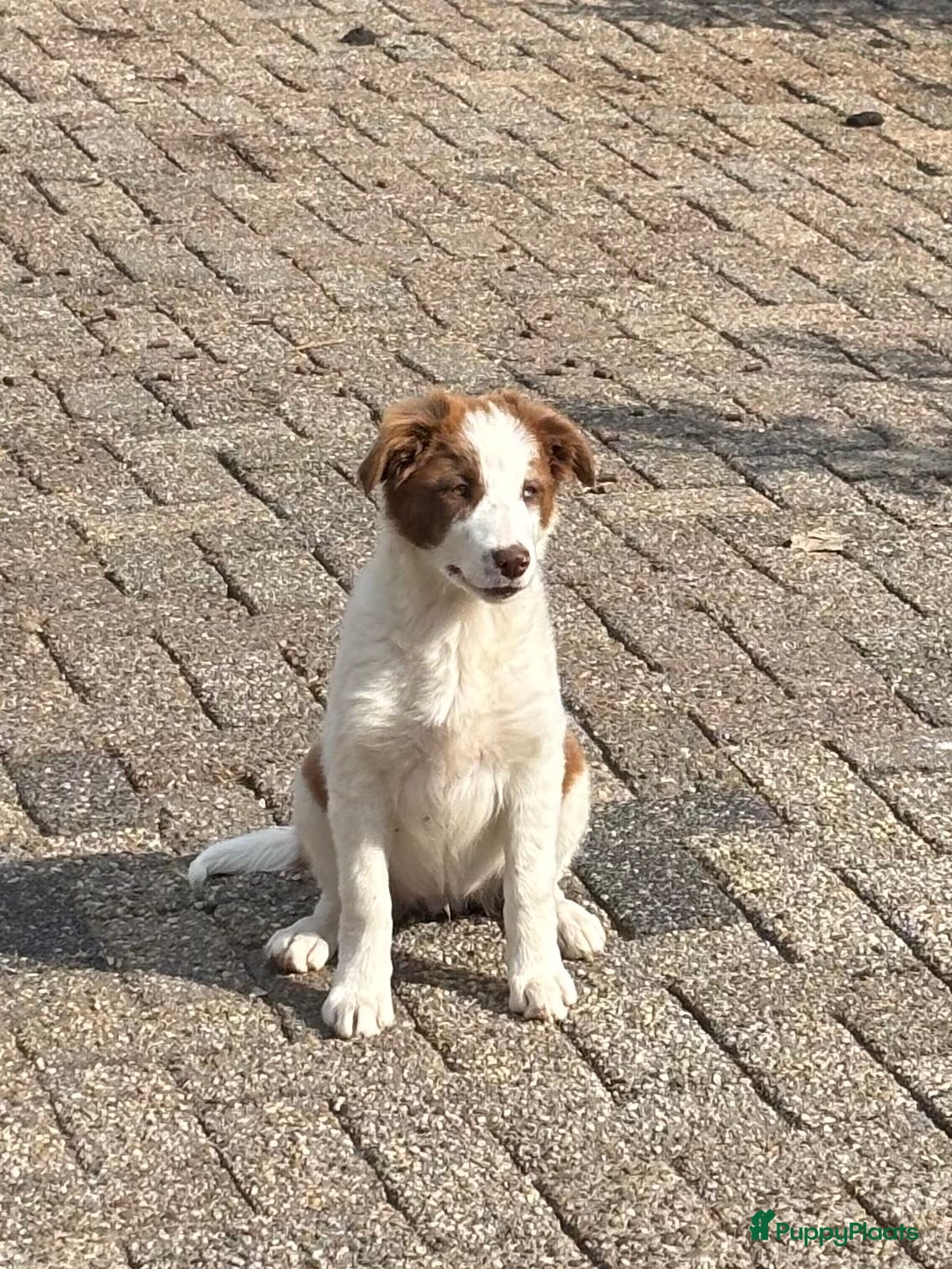 Border Collie honden Border collie pups  - Advertentie 2