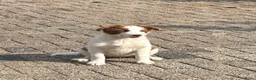 Border Collie honden te koop: Border collie pups  - Advertentie 2