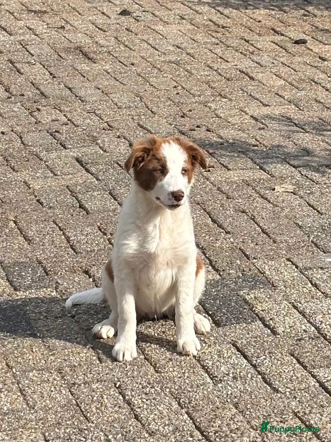Border Collie honden te koop: Border collie pups  - Advertentie 2