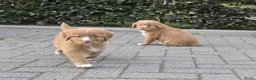 Nova Scotia Duck Tolling Retriever honden te koop: Nova Scotia Duck Tolling Retriever pups # Toller - Advertentie 3