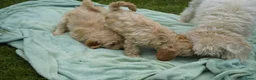 Kruising honden te koop: Lieve kruising labradoodle pups te koop! - Advertentie 6