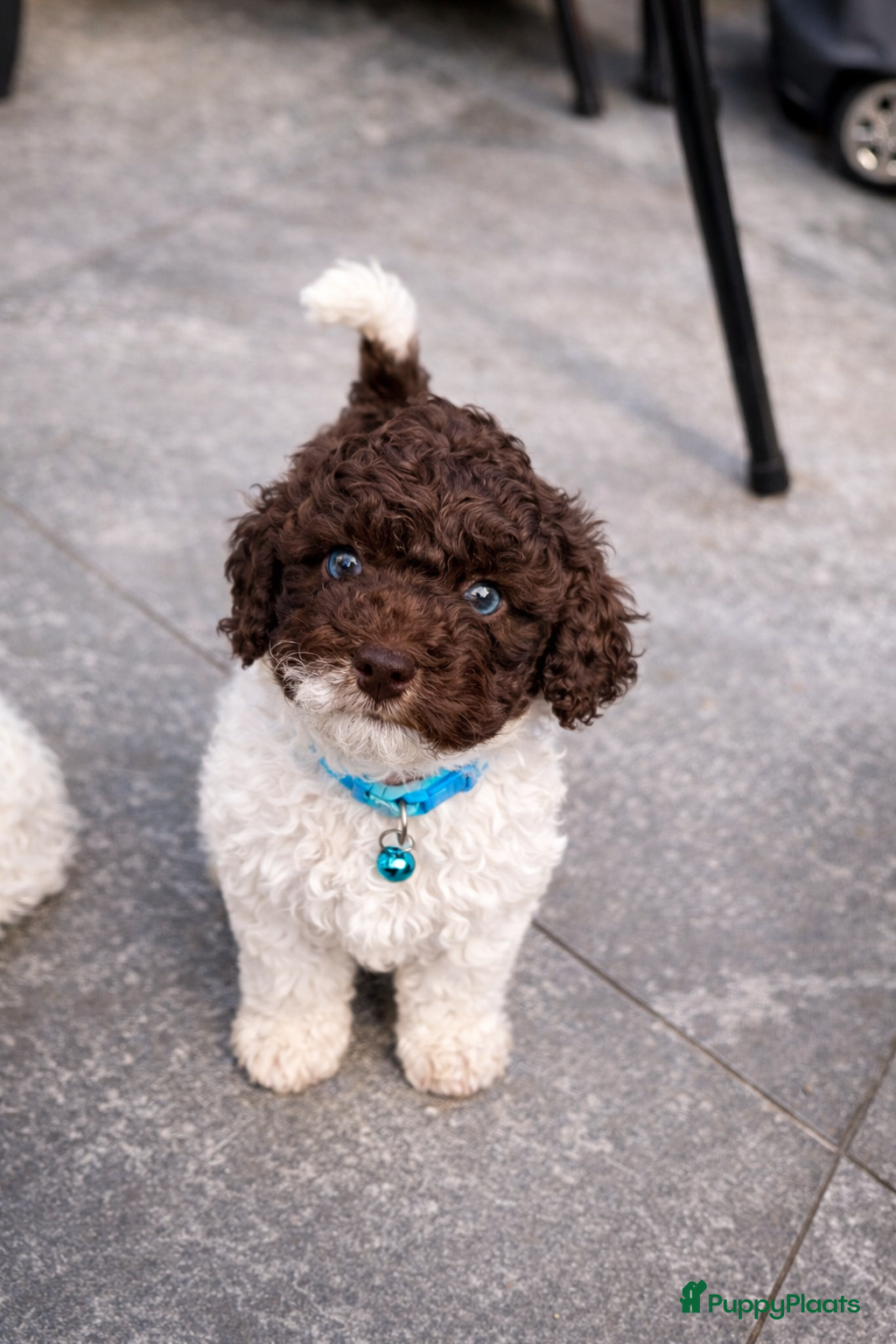 Maltipoo honden Maltipoo pups - Advertentie 3