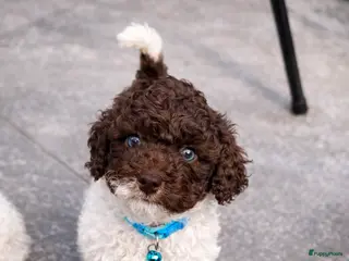 Maltipoo honden Maltipoo pups - Advertentie 3