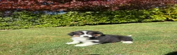 Kruising honden te koop: Australian Shepherd x Border Collie pups - Advertentie 27
