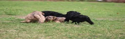 Cockapoo honden te koop: Cockapoo pups - Advertentie 12