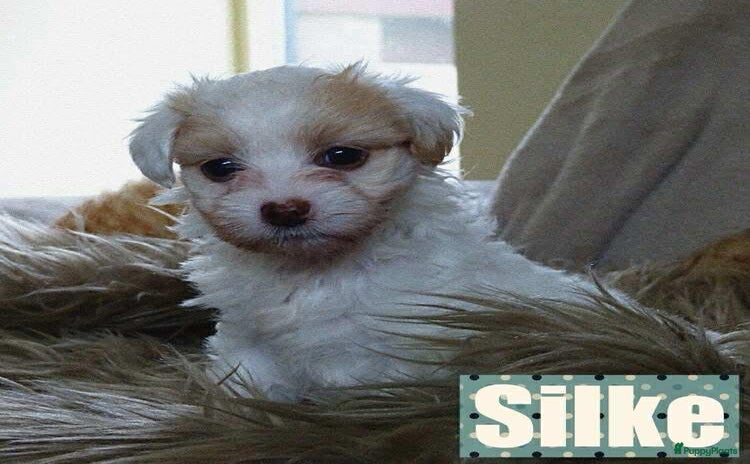 Maltipoo honden Maltipoo pups - Advertentie 2