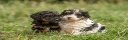 Kruising honden ter dekking: Uitgebreid geteste Boompoo dekreu  - Advertentie 18