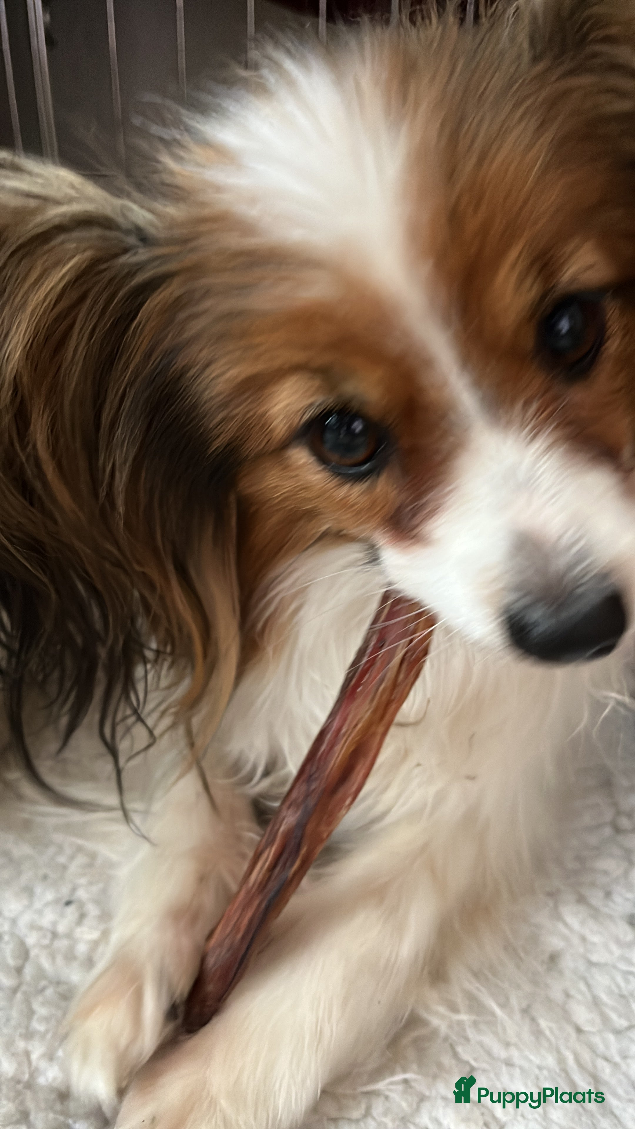 Vlinderhondje honden Twee mooie Reutjes beschikbaar  - Advertentie 1