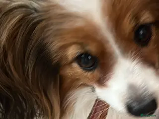 Vlinderhondje honden Twee mooie Reutjes beschikbaar - Advertentie 1