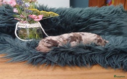 Labradoodle honden te koop: Prachtige multigen Labradoodles wavy vacht - Afbeelding 11