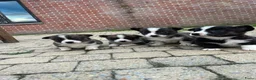 Welsh Corgi Cardigan honden te koop: Prachtige Welsh Corgi pups zoeken een warme thuis - Advertentie 3