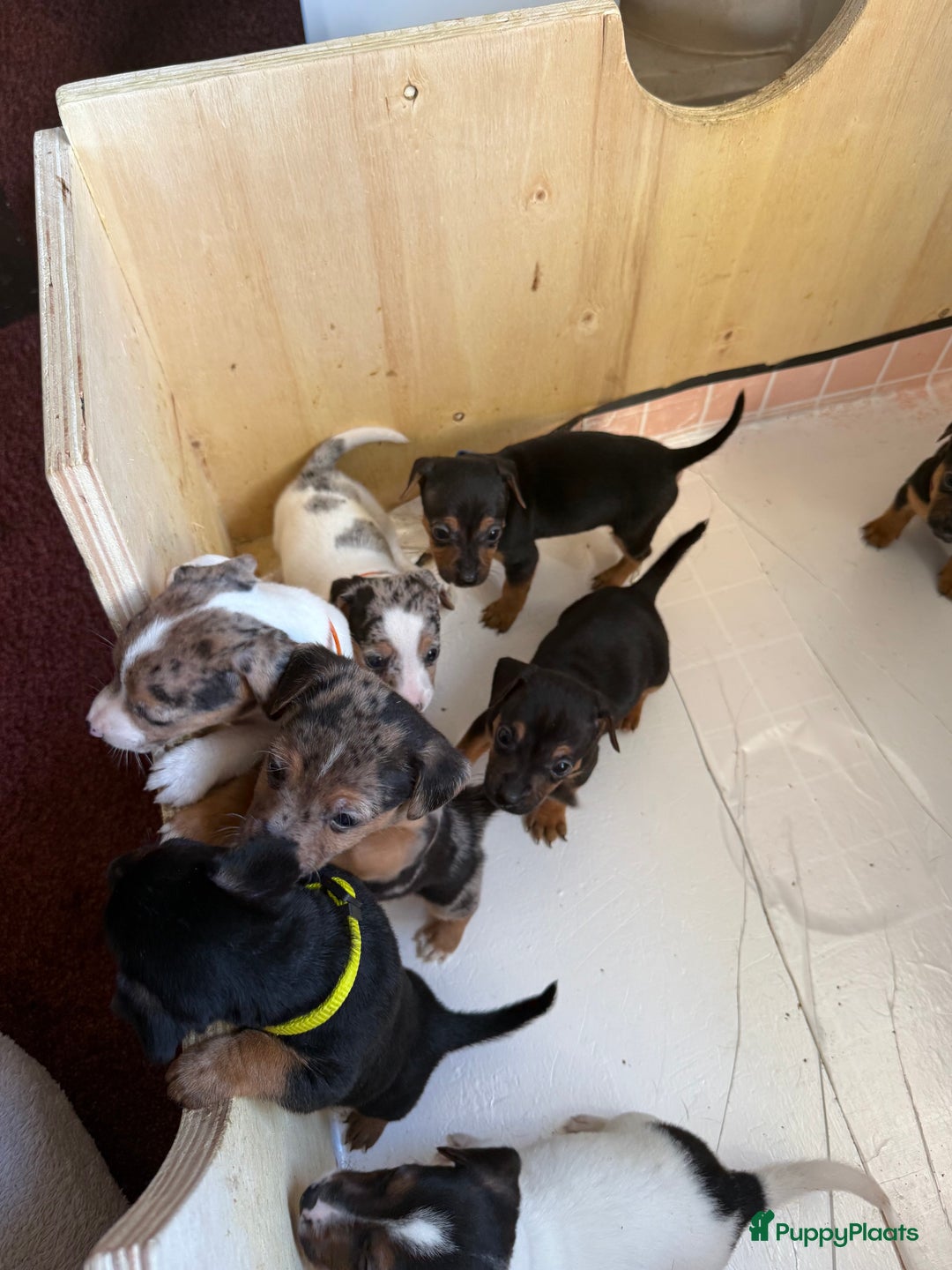 Jack Russel Terriër honden te koop: Jack Russel Pups - Advertentie 8