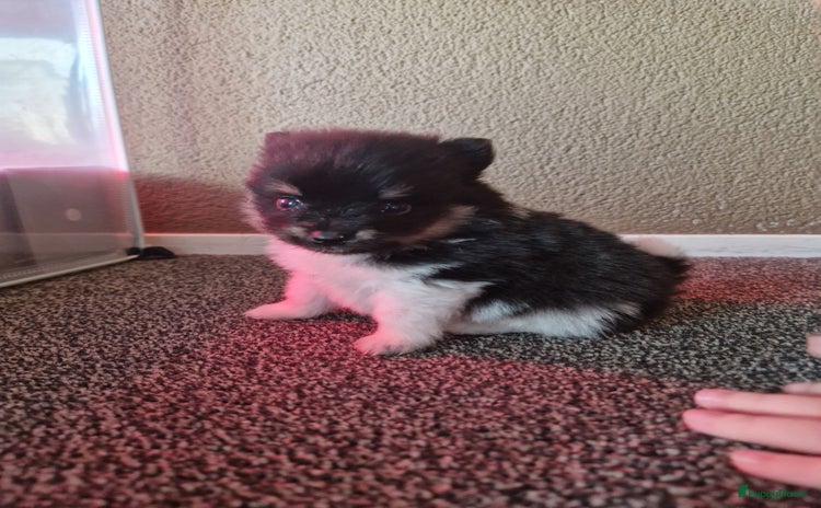 Pomeriaan honden - Advertentie 1