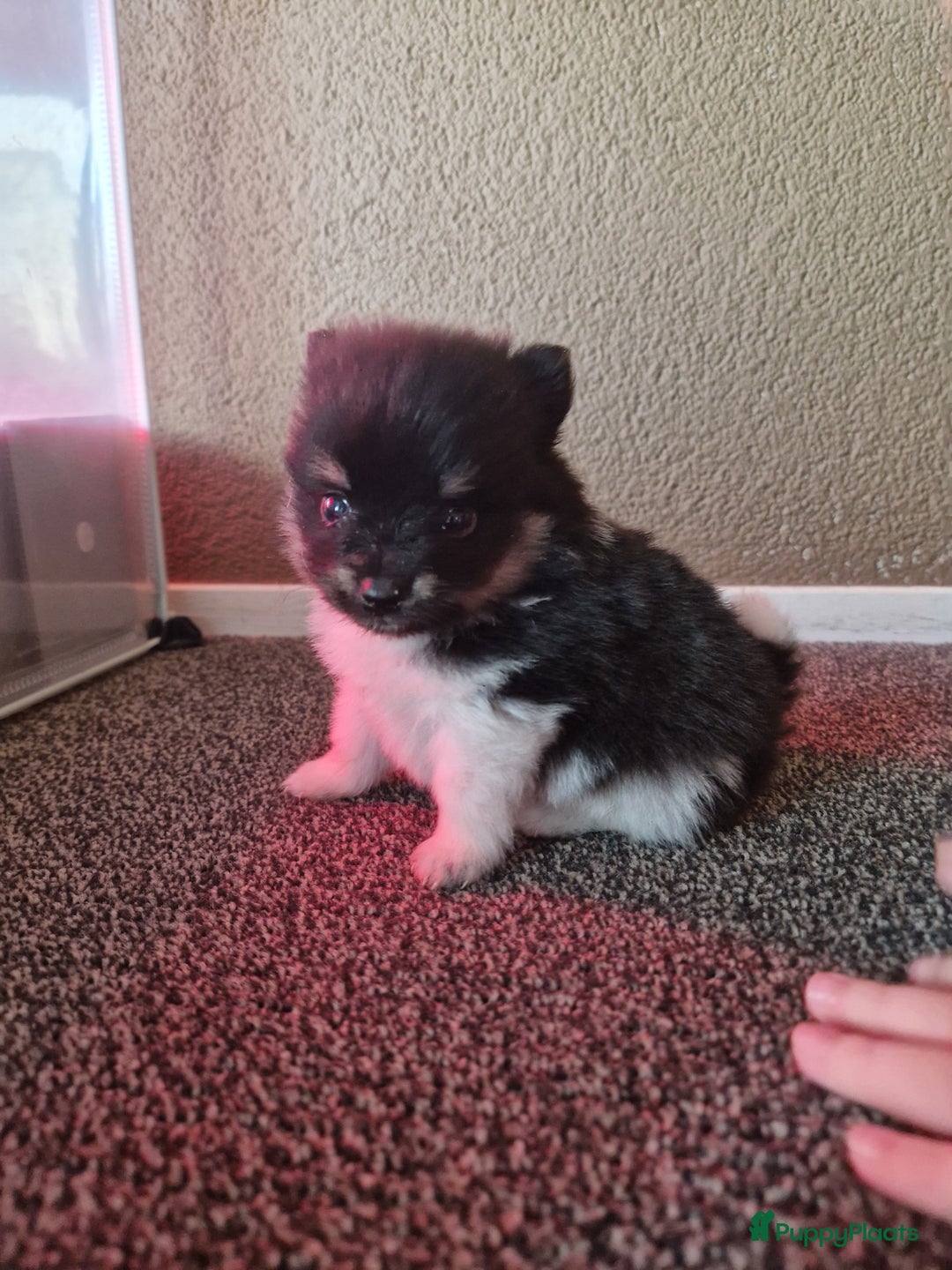 Pomeriaan honden te koop: Pomeriaan pups #panda dog # black and tan  - Advertentie 5