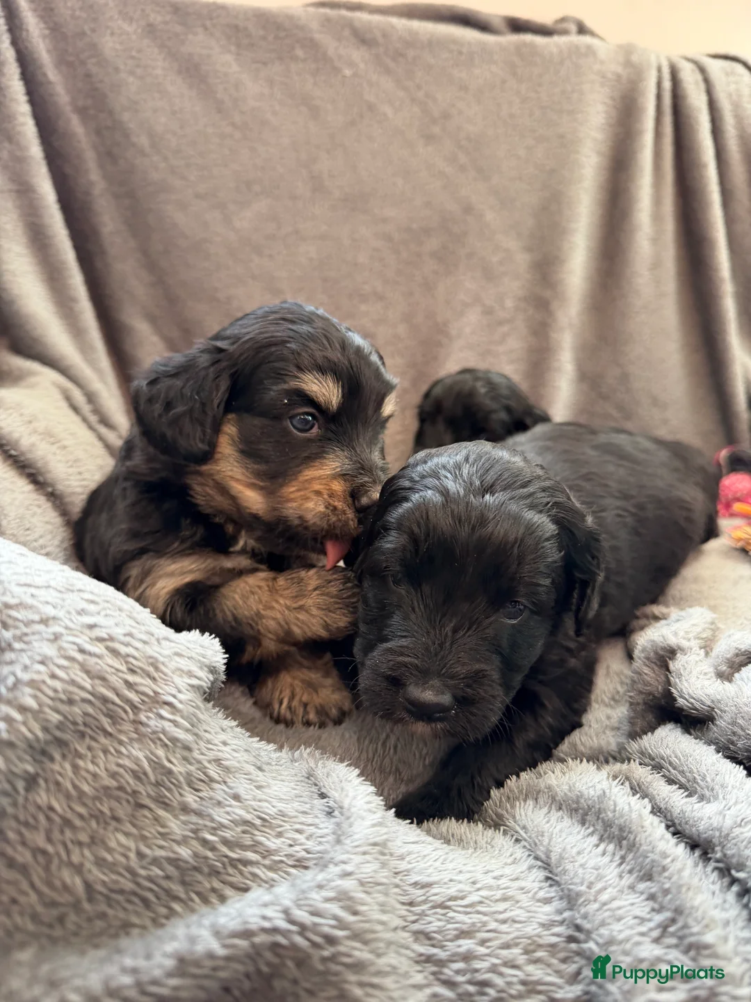 Bernedoodle honden te koop: Mini Bernedoodle pups te koop - Advertentie 9