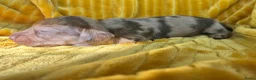 Ruwhaar Teckel honden te koop: Ruwharige teckel pups choco en tijger - Advertentie 10