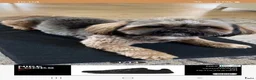 Shih Tzu honden te koop: Ras thi zhu - Advertentie 4
