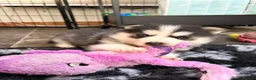 Pomsky honden te koop: Pomsky puppy’s F3 - Advertentie 28