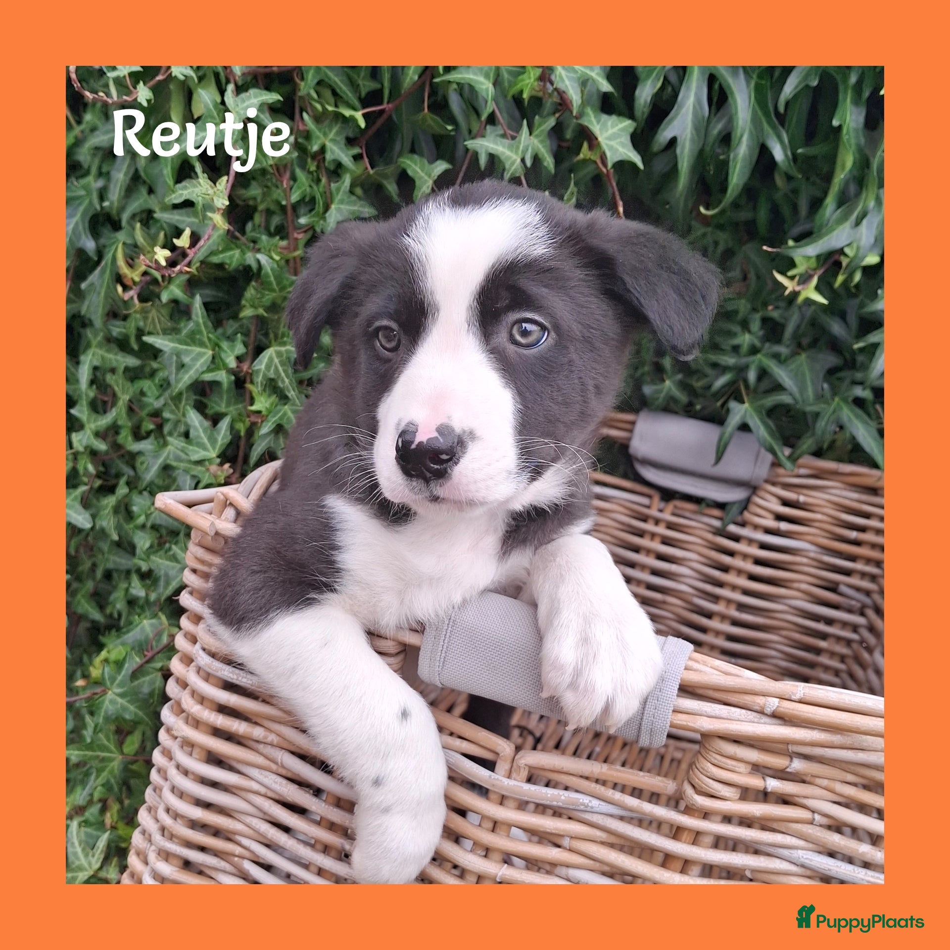 Border Collie honden Lieve border collie pups - Advertentie 1