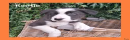 Border Collie honden te koop: Lieve border collie pups - Advertentie 4
