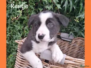 Border Collie honden Lieve border collie pups - Advertentie 1