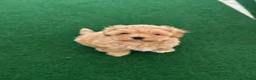 Maltipoo honden te koop: Mini AziatischeF1 Maltipooe reutjes, Top kwaliteit - Advertentie 9