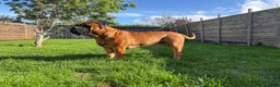 Bullmastiff honden ter dekking: Bullmastiff Dekreu - Advertentie 6