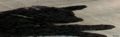 Labradoodle 6