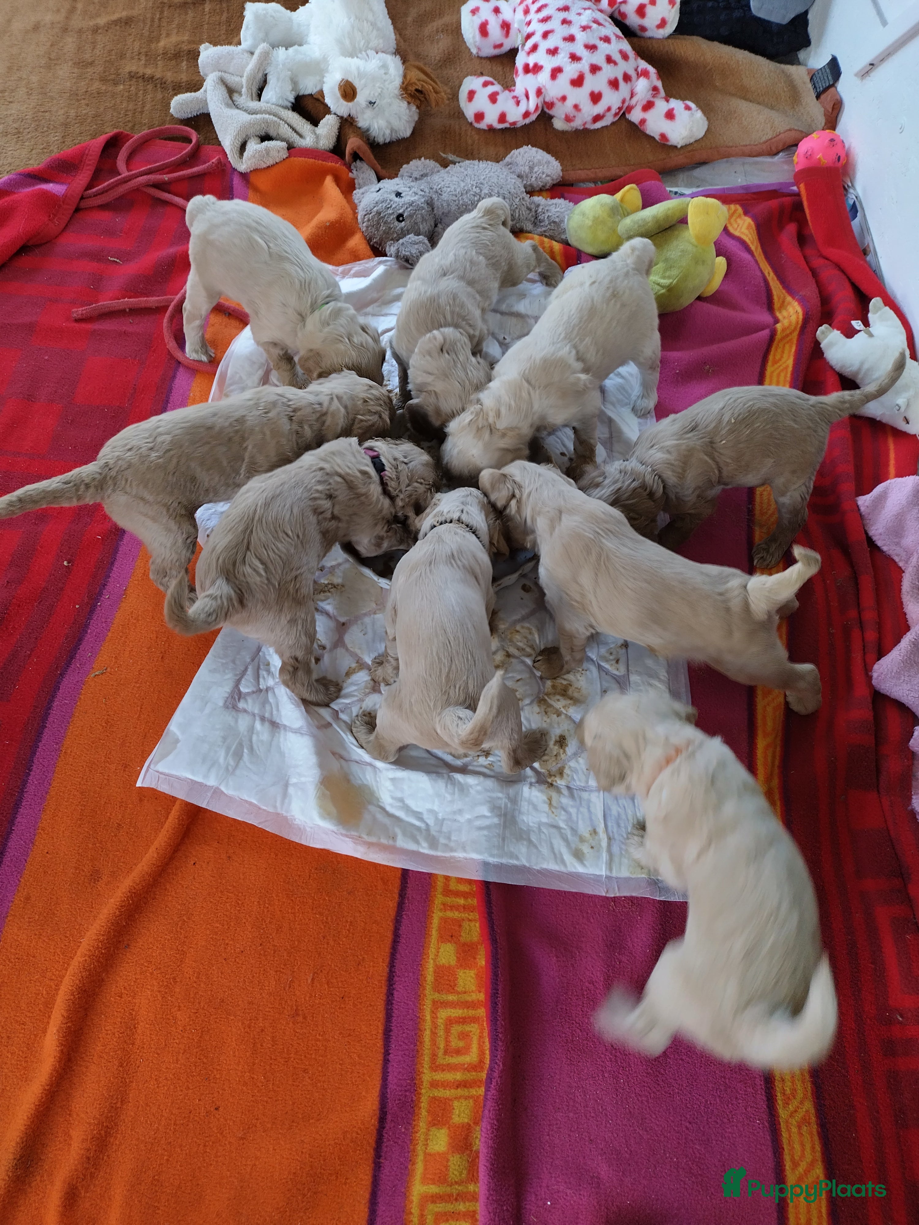 Kruising honden Goldendoodle/Labradoodle puppies multigen - Advertentie 2