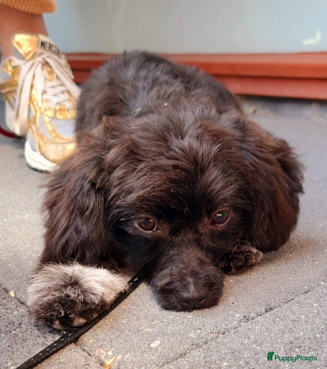 Kruising honden te koop: Driekleur reutje toy Papilla - Advertentie 11