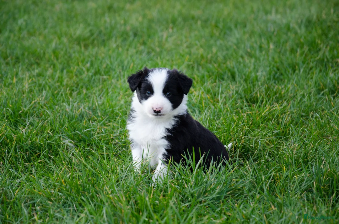 Border Collie honden te koop: Border collie puppies geboren op boerderij (BE) - Advertentie 3