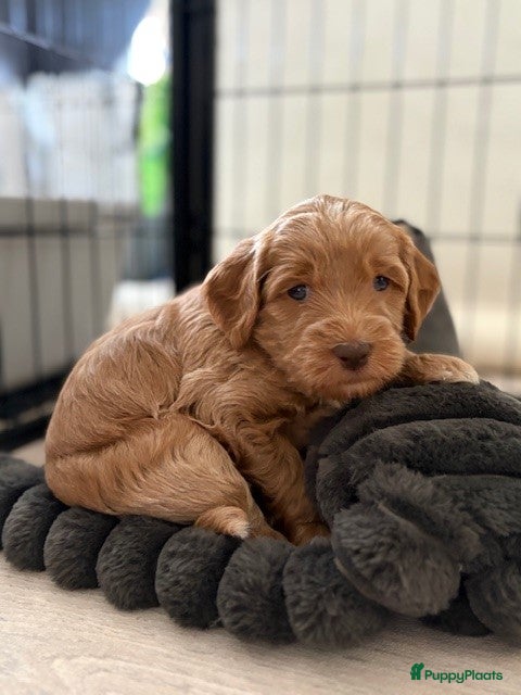 Australian Labradoodle honden Australian labradoodle pup - Advertentie 4