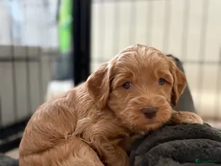 Australian Labradoodle honden Australian labradoodle pup - Advertentie 4