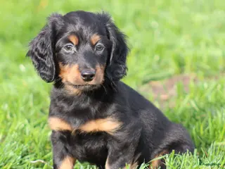 Teckel (langhaar) honden Teckel pups langhaar - Advertentie 1