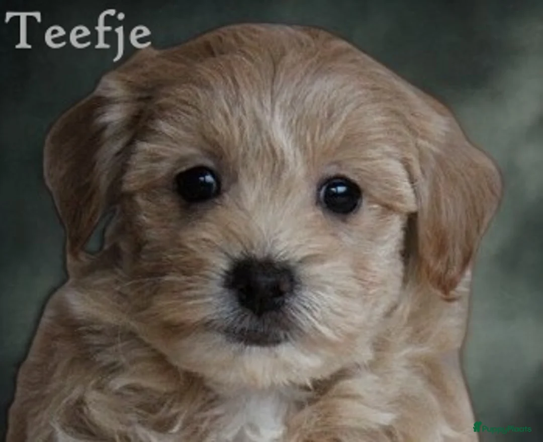 Maltipoo honden te koop: Lieve Maltipoo pups - Advertentie 6