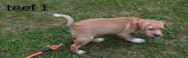 Kruising Puppy 6