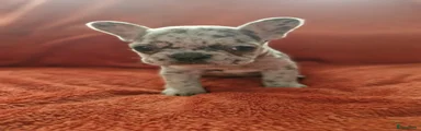 Franse Bulldog 3