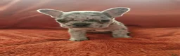 Franse Bulldog honden te koop: Prachtige Franse buldogs  - Advertentie 9