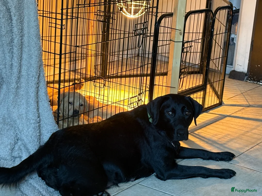 Labrador Retriever honden te koop: Labrador pups - Advertentie 16