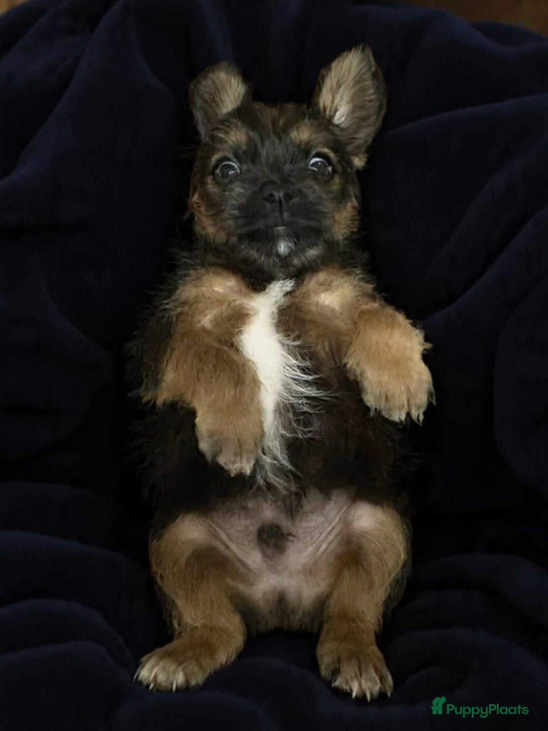 Kruising honden te koop: Jugapoo's  - Advertentie 4