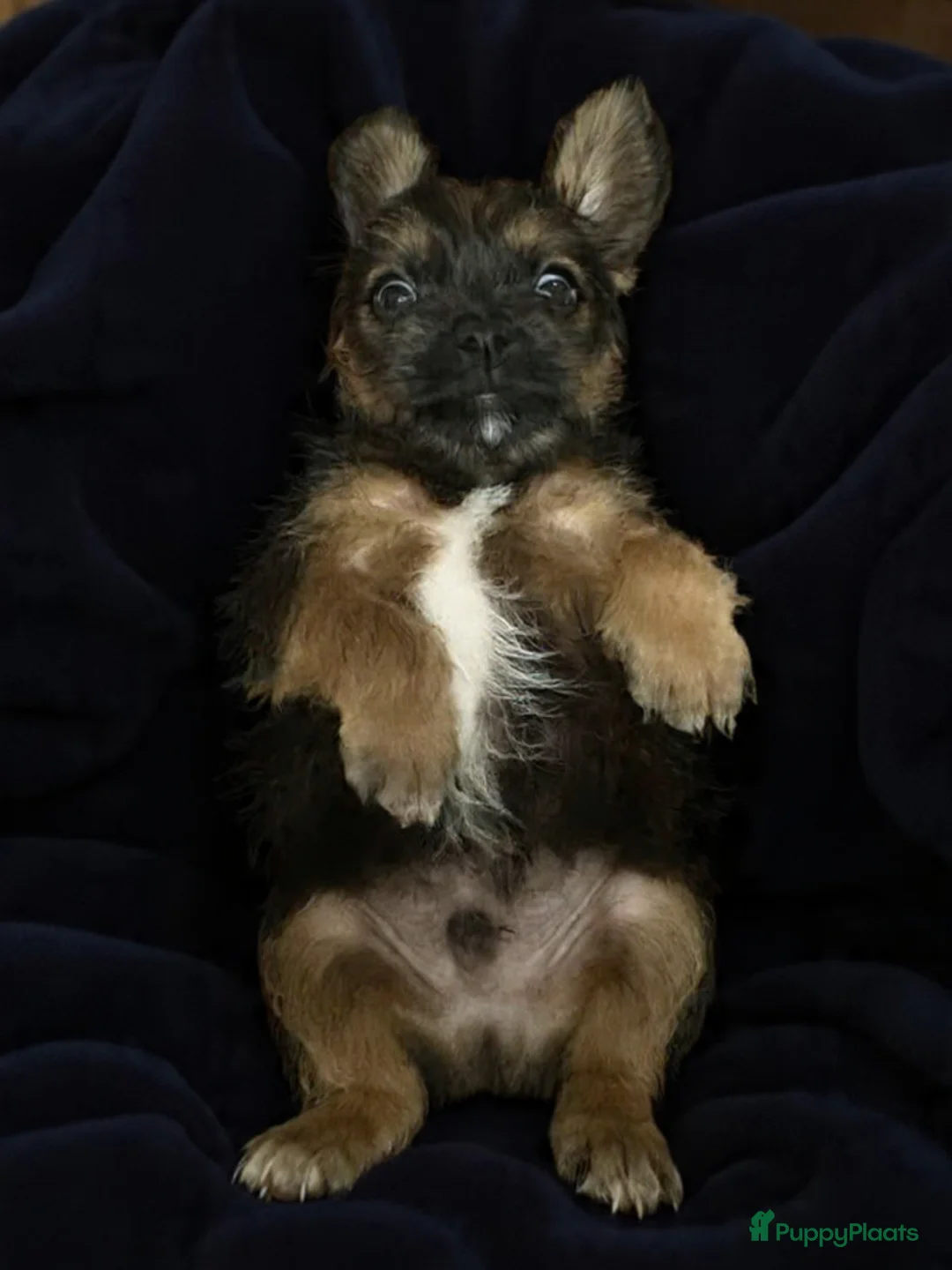 Kruising honden te koop: Jugapoo's  - Advertentie 4